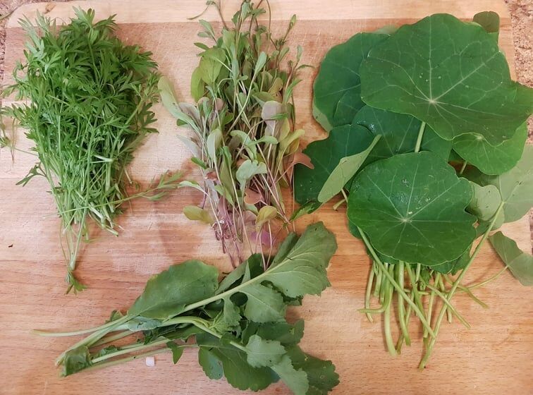 Image of gathered vegetable greens.